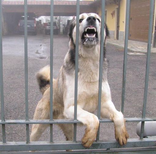 Furti e Rapine in Villa: si possono facilmente evitare con un buon cane da guardia