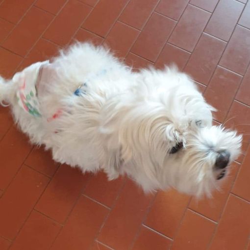 PLUTO MALTESINO SALVATO DALL' EUTANASIA