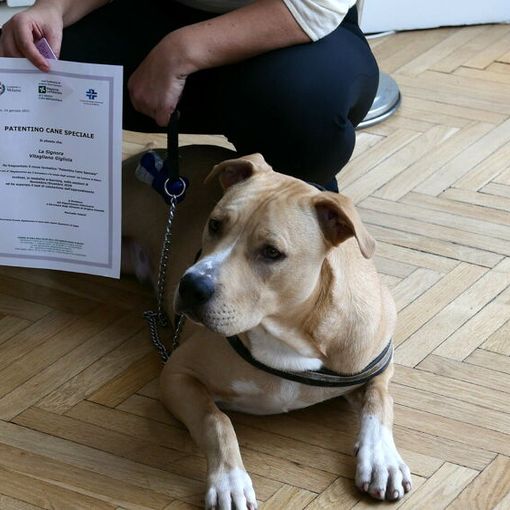 Dove nasce il legame: l’importanza del rapporto tra uomo e cane