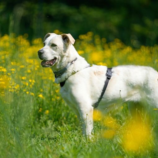 Quattro zampe in cerca di focolare amorevole e rassicurante