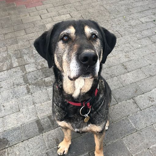 RUBY LUPOTTO D'ORO UN VERO GENTILCANE