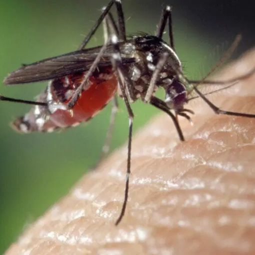 Disinfestazione Zanzare da Esterno