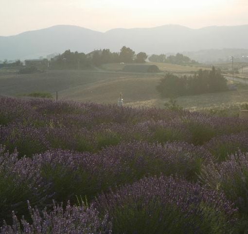 Lavanda e Stupa. Ph. Mauro Carlesso