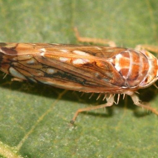 Flavescenza dorata della vite: incontri formativi