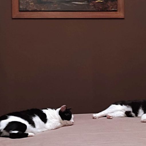 NOVARA (PIEMONTE): CLEO E SOFIA DOLCISSIME MICINE IN CERCA DI CASA.....URGENTE PER EVITARGLI IL GATTILE....