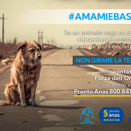 Abbandono di animali e incidenti stradali. La campagna #AMAMIeBASTA  di  LNDC Animal Protection e Anas