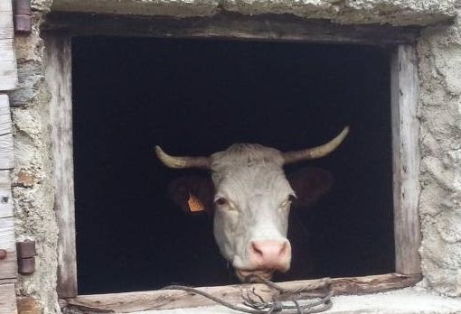 Nuove modalità di concessione degli aiuti agricoli