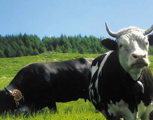 Indagine della procura aostana sulle bovine 'truccate' (immagine da sito web www.parks.it)