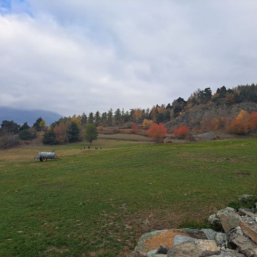 La prateria alpina