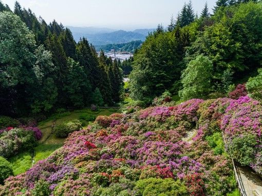 L'Oasi Zegna riparte dalle splendide fioriture spontanee e della Conca dei Rododendri FOTO