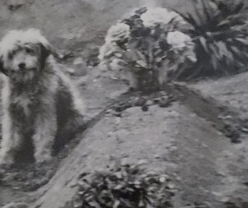 Pisti sulla tomba del suo amico sapiens