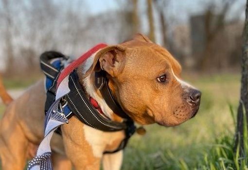 LION BELLISSIMO AMSTAFF