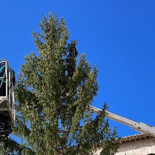 Iniziato l'addobbo dell'albero donato dalla Valle d'Aosta a San Francesco