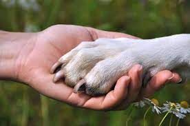 I diritti degli animali: perché sono importanti e come possiamo aiutare