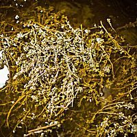 Liquori di eccellenza della Valle d’Aosta, il genepy