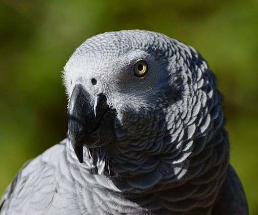 Aspergillosi negli uccelli: sintomi e specie più colpite