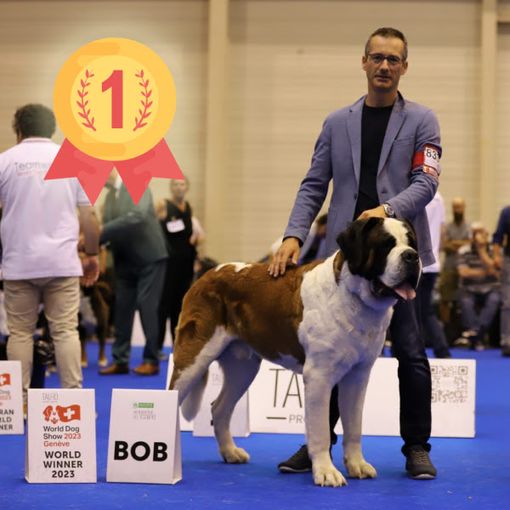 V'Barry couronné champion du monde au World Dog Show à Genève