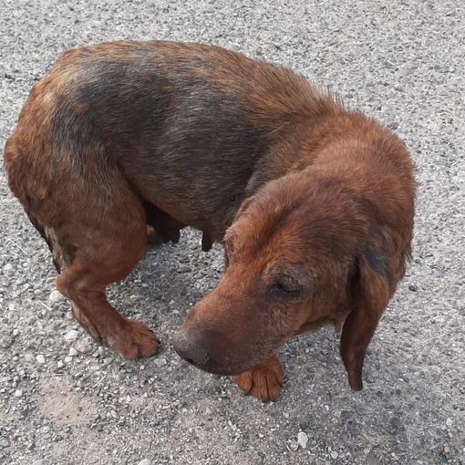 TARTUFO BELLISSIMO LAGOTTO DALL'ABRUZZO AL PIEMONTE IN CERCA DI FAMIGLIA
