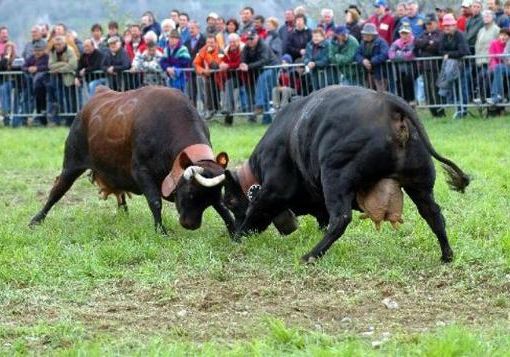 Cambio di Calendario per il Concours Batailles de Reines: Nuove misure di sicurezza contro la bluetongue