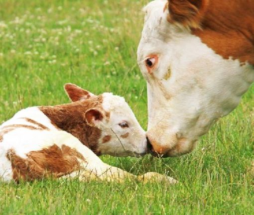 Oltre 630 stakeholder chiedono a Ursula Von Der Leyen di pubblicare la revisione della legislazione sul benessere degli animali