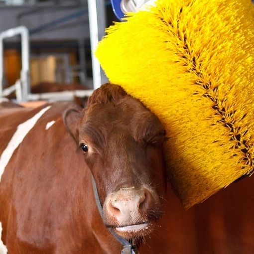 Revisione della legge regionale sugli animali da affezione