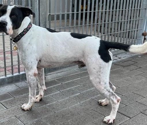 BLACK  cagnolone  gentile