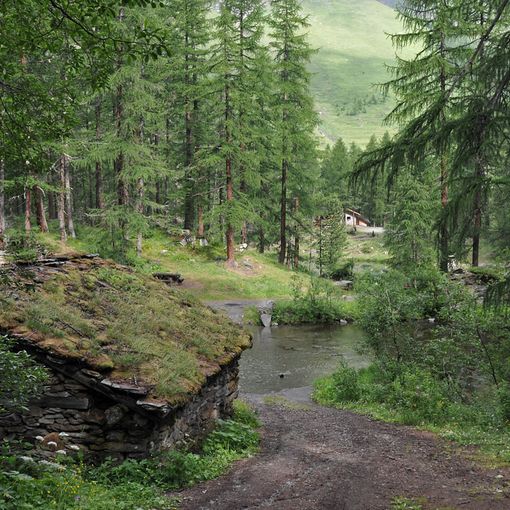 Una serata per la salvaguardia delle foreste