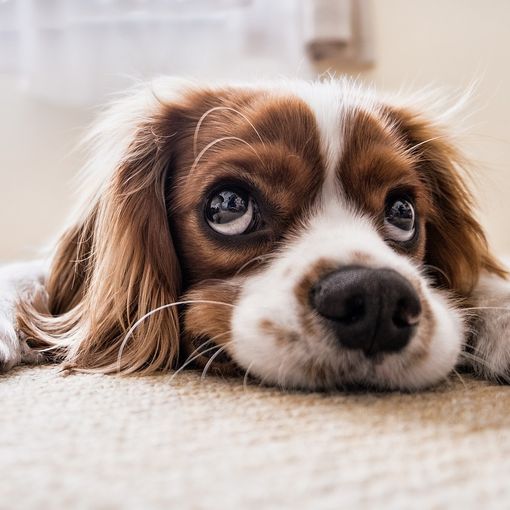 Pet Carpet Film Festival lancia l'appello contro l'abbandono degli animali su strada