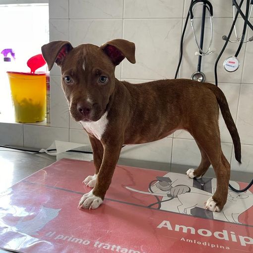 ARIA una cucciola che cerca casa
