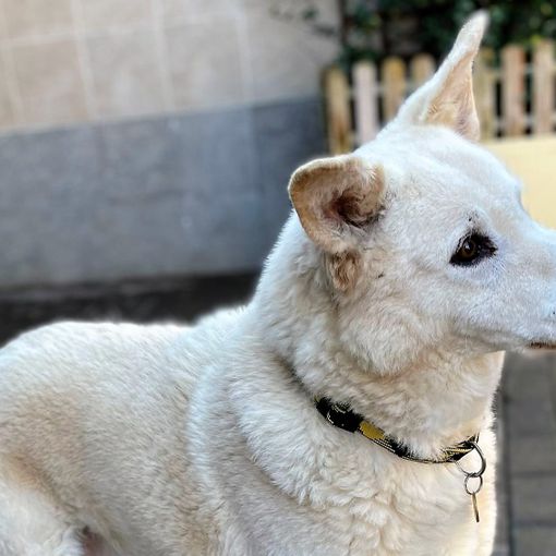 LUCKY WOODY BELLISSIMO OCCHI TRISTI