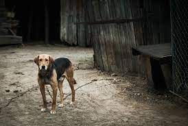 Cani alla catena, anche il Lazio dice stop. E la Valle d'Aosta?