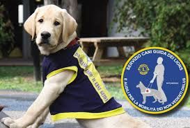 Giornata mondiale del cane 2024, oggi 26 agosto: un amico per tutta la società