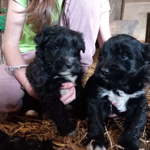 A Barge, in provincia di Cuneo, Cuccioli cercano focolare amorevole