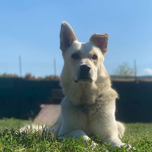 DOTTO simil labrador tornato in canile dopo una settimana di adozione e non mangia più