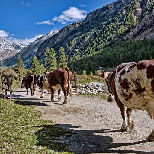 Avviso pubblico per le imprese femminili innovative montane in VDA