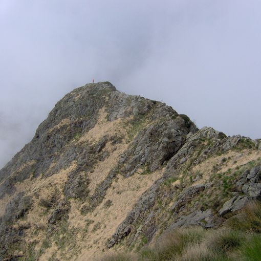 Cima dell'Argimonia
