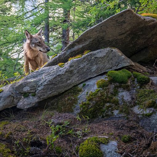 Tra i lupi della Valle D’Aosta