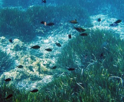 Alto Mare, raggiunto all’Onu l’accordo a protezione dell'oceano