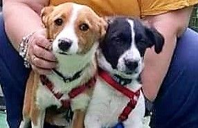 PISOLO E CHARLIE DOLCISSIMI CUCCIOLI