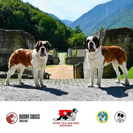 Histoire et origine du Saint-Bernard
