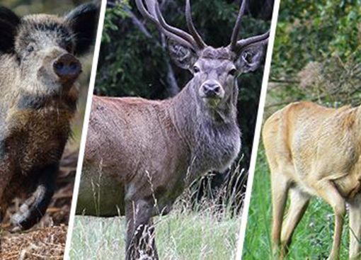 A Cogne Convegno Mondiale sugli Ungulati di Montagna