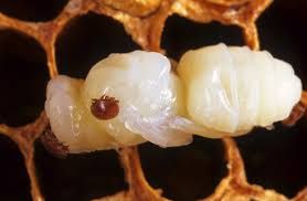 Apicoltura, avviata lotta alla varroa
