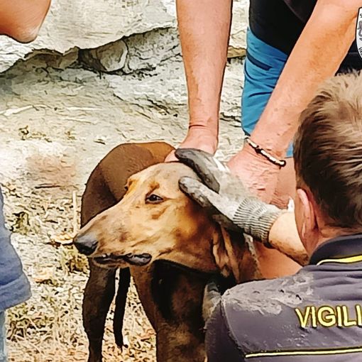 Una cane finito in un tubo salvato dai Vigili del fuoco