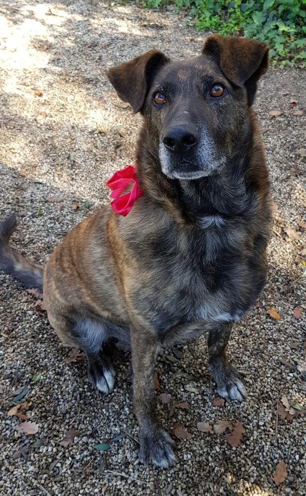 GAETANO CAGNOLONE D'ORO CERCA CASA GAETANO CAGNOLONE D'ORO CERCA CASA