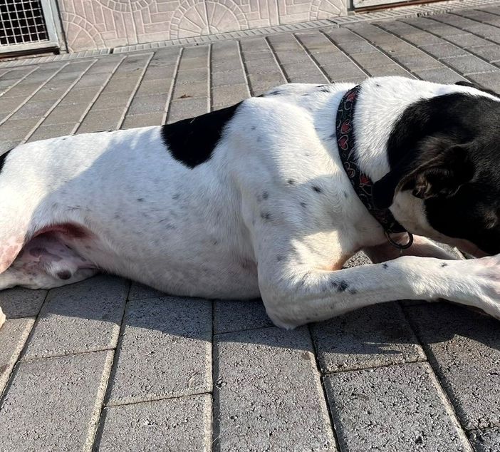 Quattro zampe in cerca d'amore