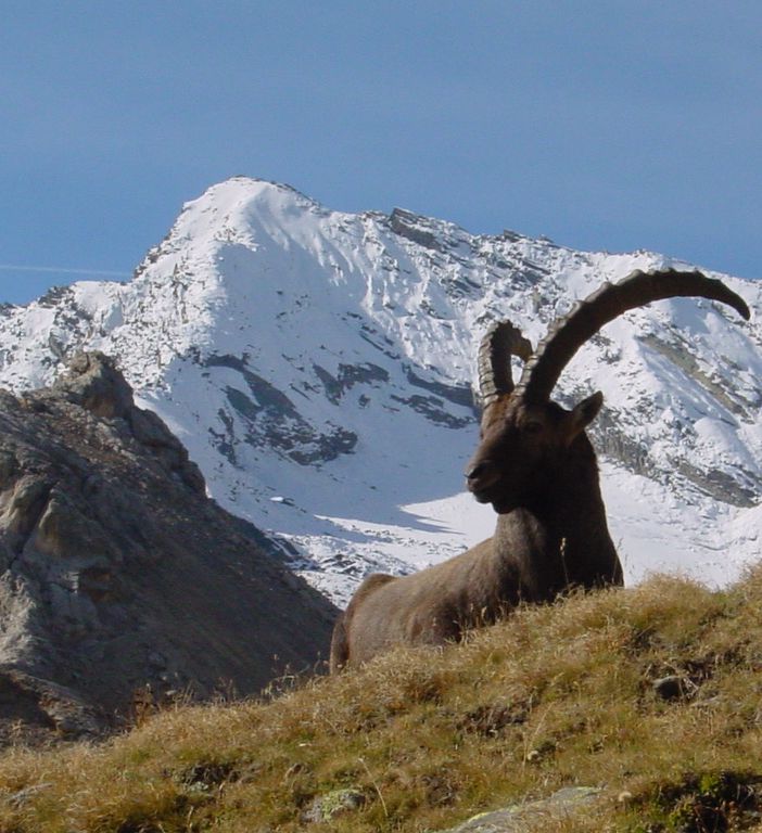 PARCHI: Esperti del Gran Paradiso realizzeranno mappa stambecchi sulle Alpi