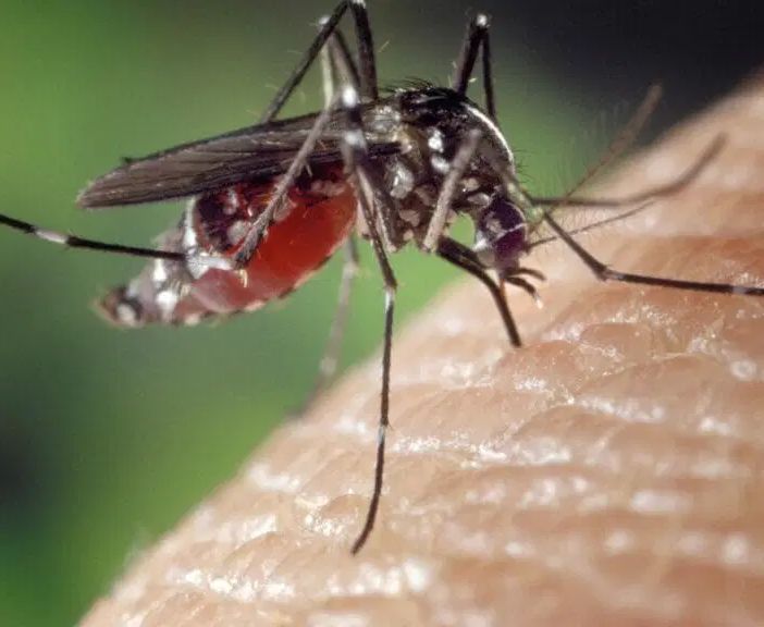 Disinfestazione Zanzare da Esterno