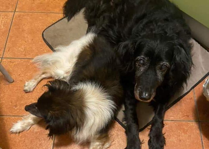 Quattro cani cercano casa insieme