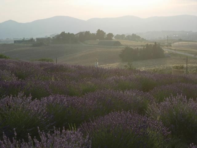 Lavanda e Stupa. Ph. Mauro Carlesso