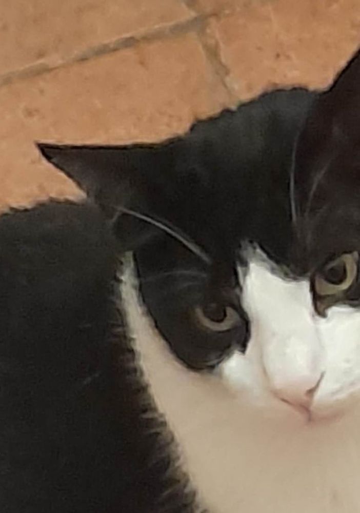 GIMBO GATTONE DOLCISSIMO CERCA URGENTEMENTE FAMIGLIA